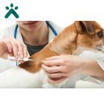 میکرو چیپ دامپزشکی