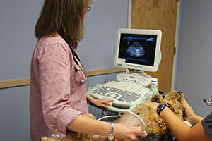 veterinary-ultrasound