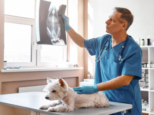 veterinary-radiology