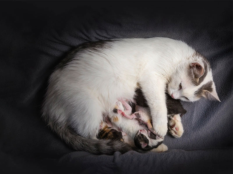 بارداری گربه
