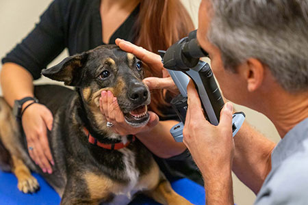 تاسیس کلینیک دامپزشکی