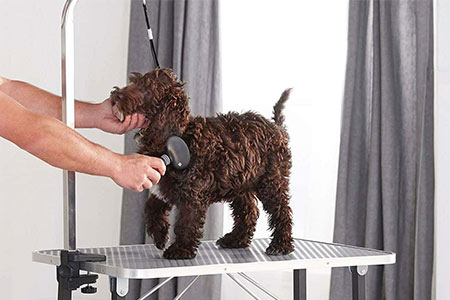 میز اصلاح دام - راه اندازی کلینیک دامپزشکی