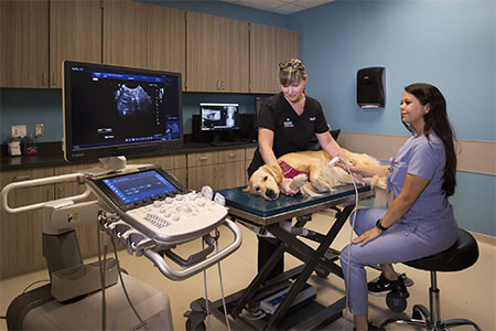 تجهیزات تصویربرداری دامپزشکی