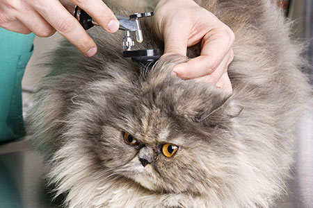 اتوسکوپ دامپزشکی