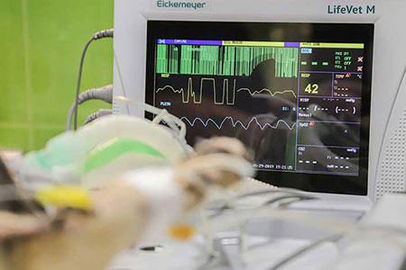 مانیتور علائم حیاتی دام