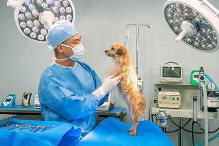 اتاق عمل دامپزشکی