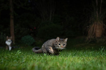 غریزه و ژنتیک گربه ها