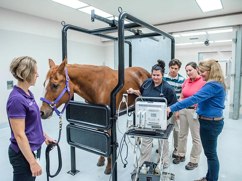 تفاوت تجهیزات دامپزشکی دام کوچک و دام بزرگ