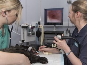 کاربرد دستگاه آندوسکوپی در دامپزشکی