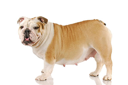 علائم بارداری سگ