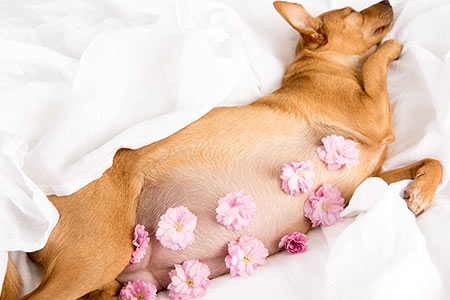 تغییر در پستان