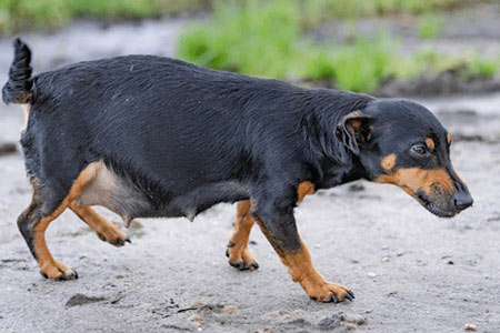 افزایش وزن و بزرگ تر شدن شکم