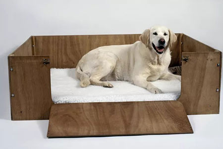 مراقبت از سگ باردار