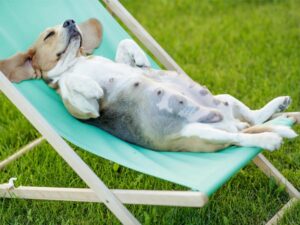 تشخیص بارداری سگ‌ ها؛ روش ‌های خانگی و تجهیزات تخصصی