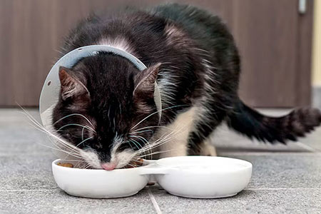 تغذیه حیوانات